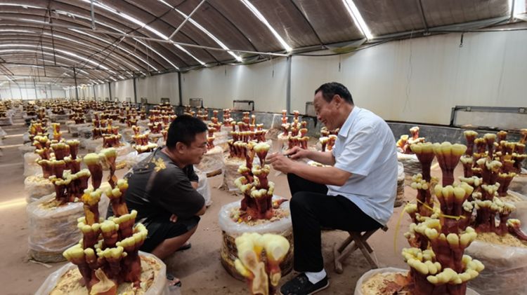 6月3日，冠县店子镇灵芝文化产业园内，董学堂（右一）正在向工作人员讲解修剪技术。.jpg