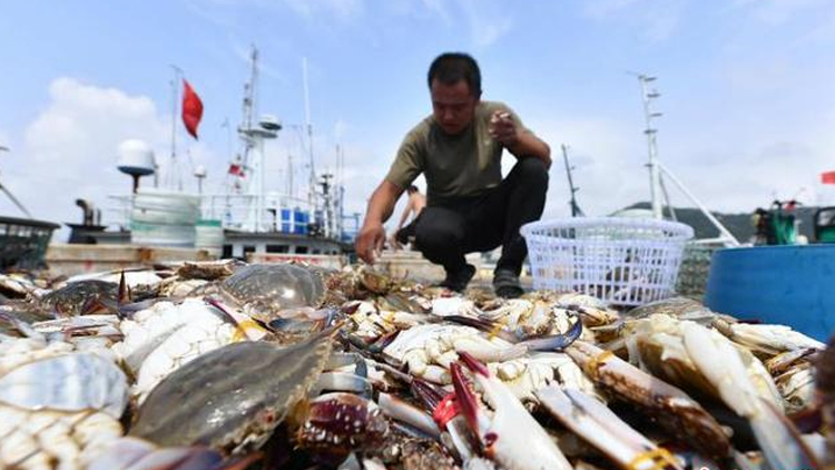 山东青岛：开渔时节喜丰收 海鱼虾蟹卖到全国各地
