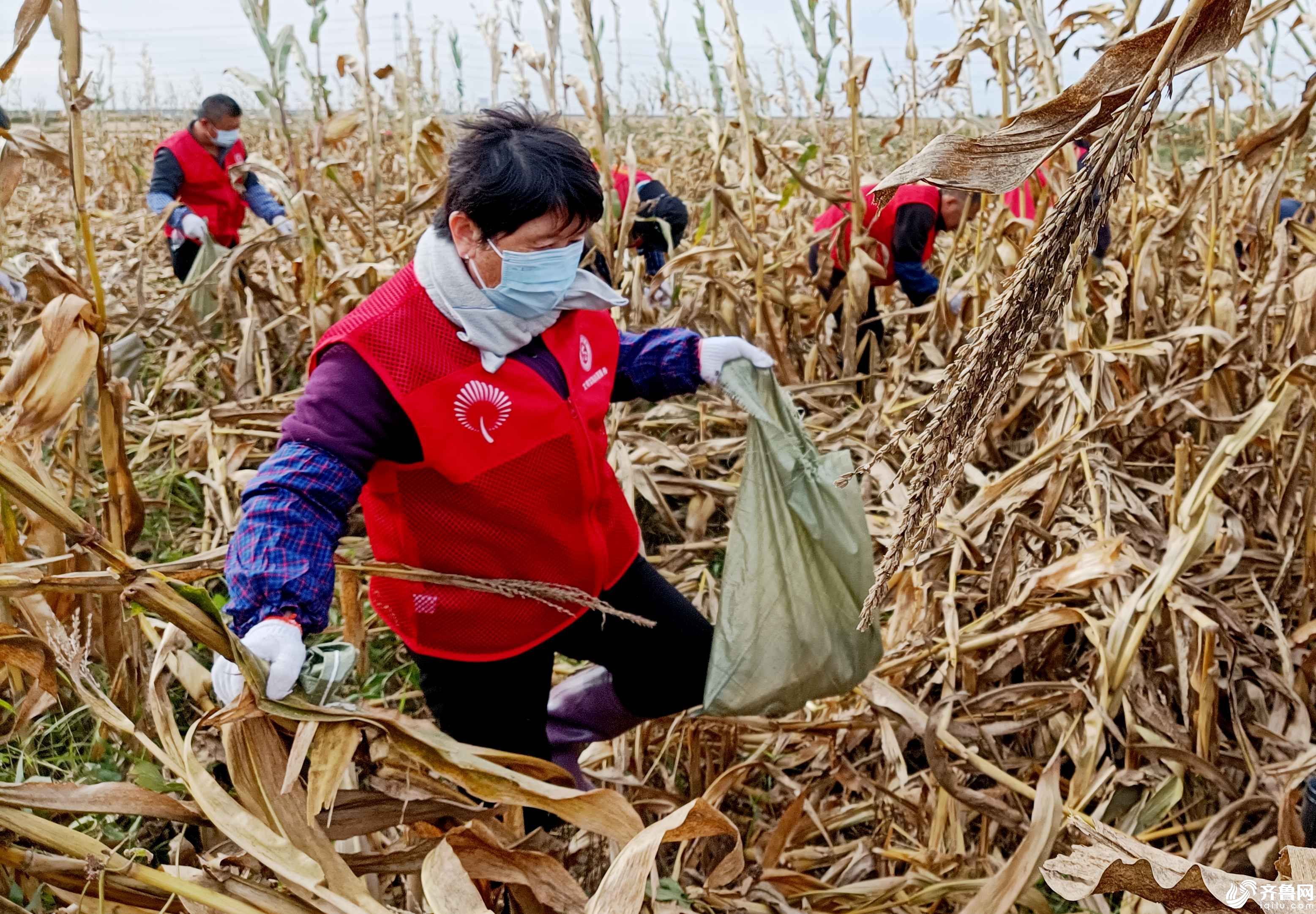 10月16日，滨城区志愿者在农田里帮助农户收获玉米。 (1)