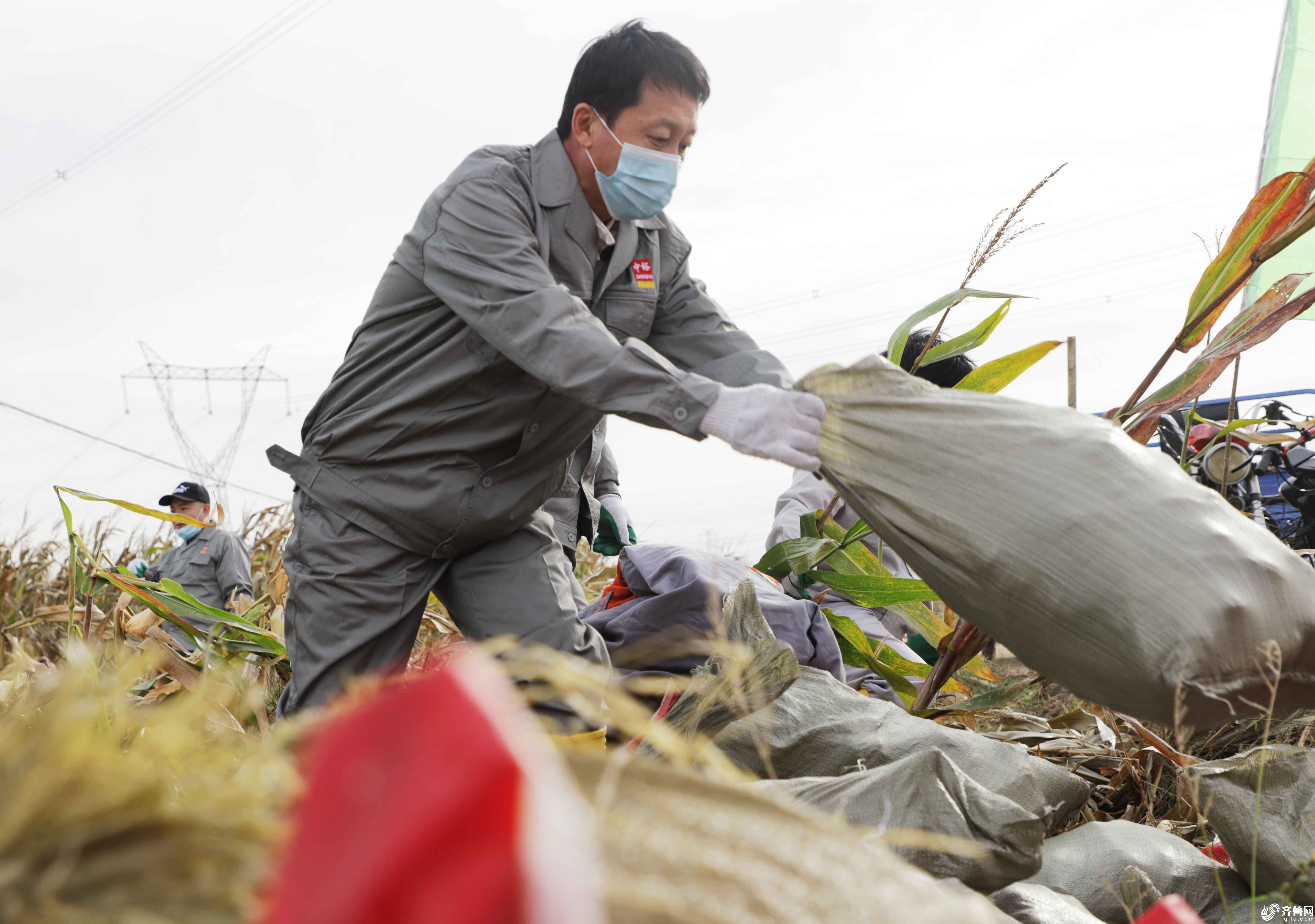 10月16日，滨城区企业志愿者在农田里帮助农户收获玉米。 (3)