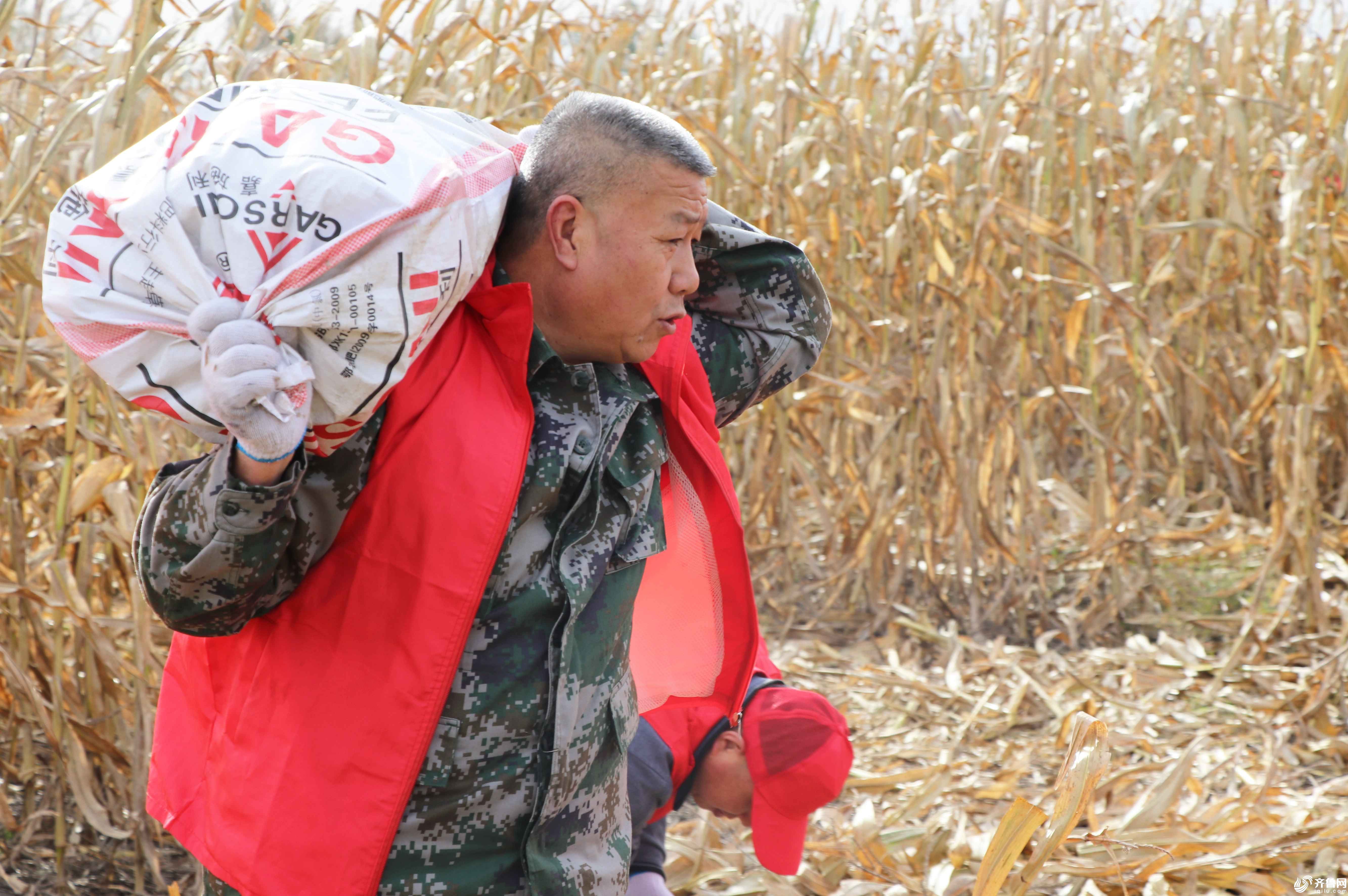 10月16日，滨城区志愿者在农田里帮助农户收获玉米。 (6)
