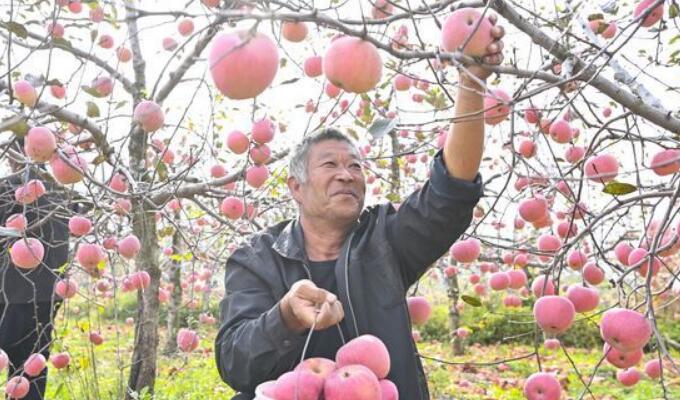 临沂“红富士”苹果丰收富果农