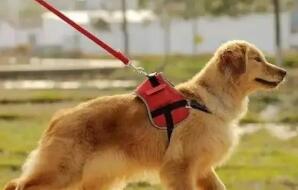 淄博拟立法规范养犬行为 犬吠扰民 公安机关负责查处