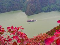长江三峡重庆巫山县境内红叶渐次变红了