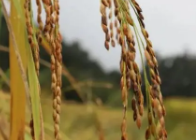 澳门金沙平台这家企业利用基因编辑技术培育出非转基因水稻 对除草剂具有极高抗性