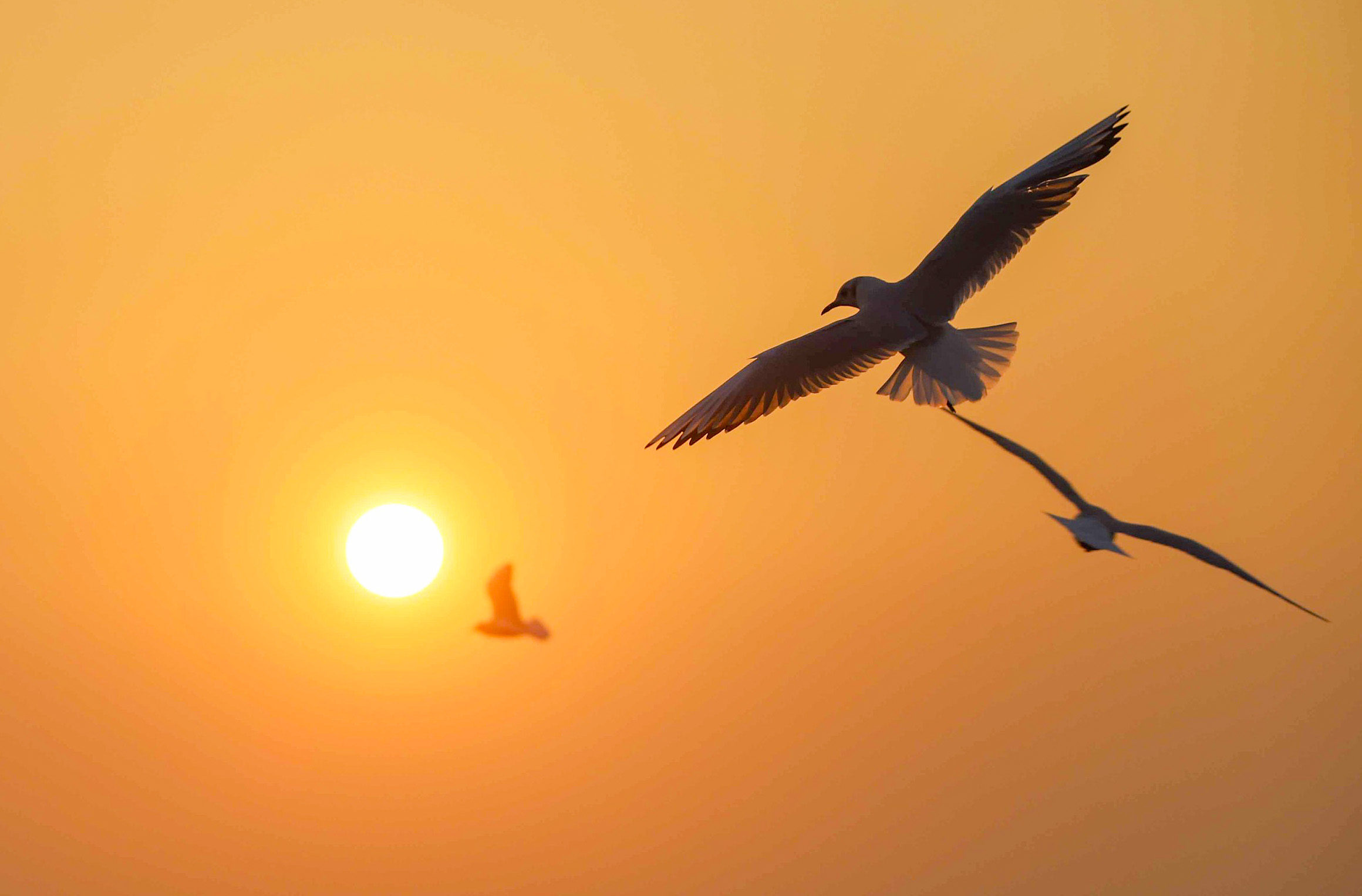 青岛海滨海鸥追逐夕阳舞蹁跹