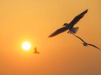 青岛海滨海鸥追逐夕阳舞蹁跹