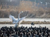 候鸟舞翩跹！日照白鹭湾生态优美成80余种鸟类过冬港湾