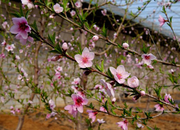 泰安肥城温室大棚姹紫嫣红桃花开 满目绚烂迎春来