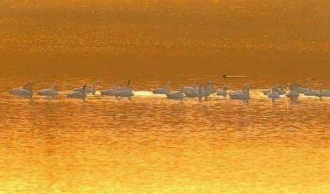 可可爱爱！国家二级重点保护野生动物小天鹅，飞临泰安牟汶河畔