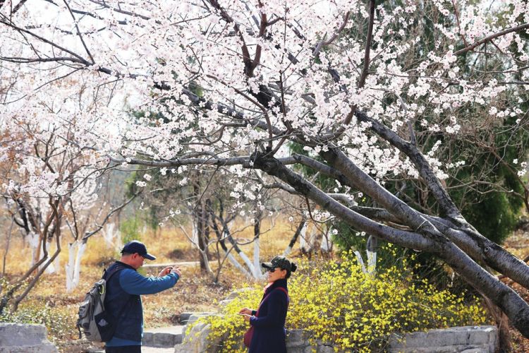 山桃花开春回泉城