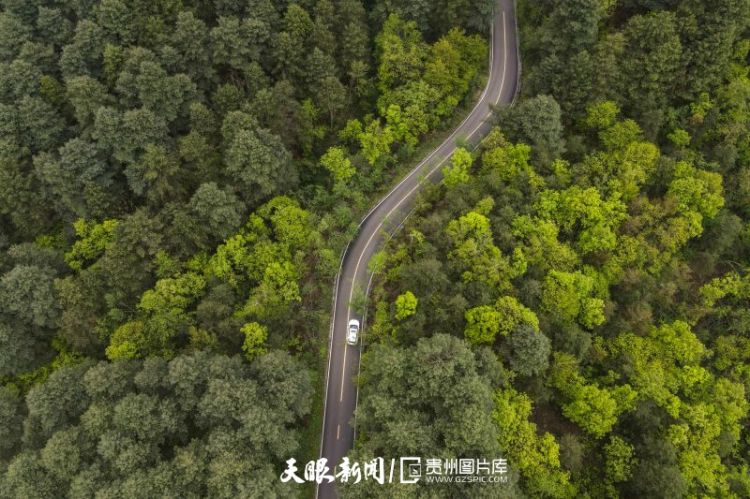 341043-2021年4月21日，在贵州省毕节市七星关区拍摄的拱拢坪国家森林公园（无人机照片）。.jpg
