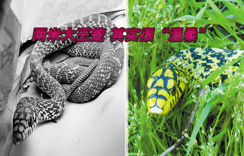 两米大王蛇 其实很“温柔”
