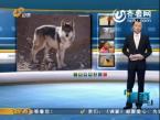 山东枣庄出现狼伤人事件 警方追击20公里灭恶狼