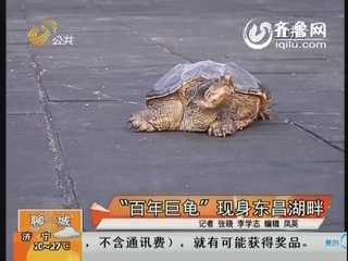 “百年巨龟”现身东昌湖畔