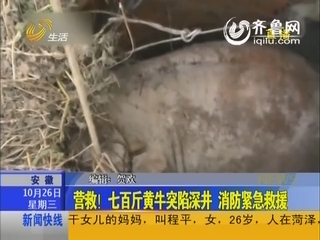 安徽：七百斤黄牛突陷深井 消防紧急救援
