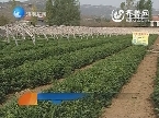 济南：科普惠农工程促进农民增收