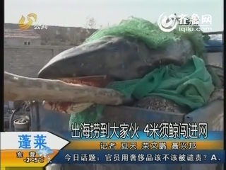 蓬莱：出海捞到大家伙 4米须鲸闯进网