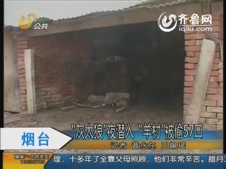 烟台:灰太狼夜潜入 羊村被偷57口