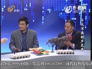 千元不卖的芦花鸡