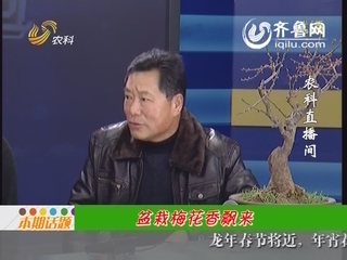盆栽梅花香飘来