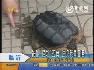 临沂：神秘“怪物”现身 “贵宾龟”等待辨认
