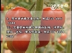 农科直播间：把脉大棚西红柿病害
