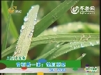 风行十五年：食在数一流 悦庄韭菜