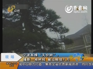 宁波有棵“天价树”：撞断一根树枝 被迫赔偿八万