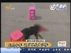 轧死小狗 这可不是普通狗