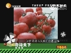 奇闻天下：西班牙西红柿节大战
