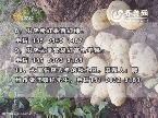 农科直播间：盆栽蔬菜