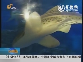 烟台：游海昌鲸鲨馆 感受深海鱼类霸主震撼
