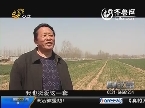 德州齐河：为增产种植超级小麦 未想小麦大量死亡