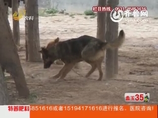 拍客发现：狼狗咬伤自己孙子 交警相助脱离危险
