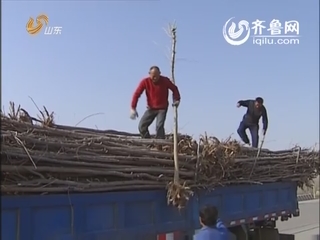 齐鲁先锋：“树老田”的绿色人生