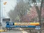 青岛植树过密遭质疑 阳光政府两天内整改