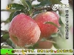 苹果“三节高效”栽培法