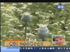 淄博：七十老太种罂粟 错把罂粟当生菜？