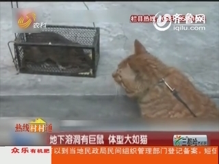 地下溶洞有巨鼠 体型大如猫