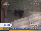 武城：藏獒连伤五人 民警果断击毙