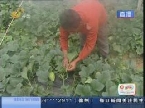 成武：“巨无霸”香瓜问题频出 只因喷了“座果王”