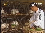 农科直播间：喜看长毛兔