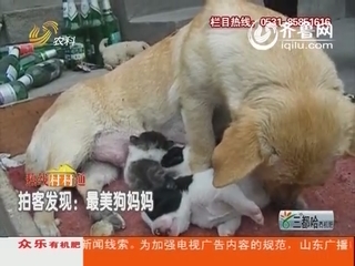 拍客发现：最美狗妈妈