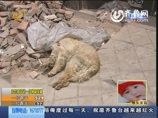 济南：公交车撞狗逃逸 爱犬被撞该找谁？