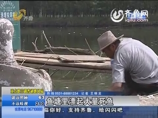 肥城：消毒导致鱼儿缺氧 鱼塘漂起大量死鱼