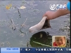小鱼垂死挣扎 疑是河水污染