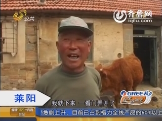 莱阳：结伴偷牛羊 家中电话露马脚