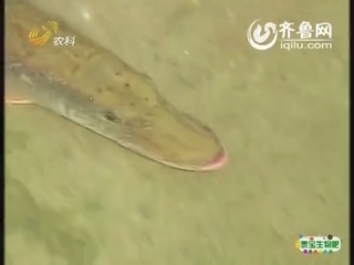 臧恒平：“不务正业”养怪鱼