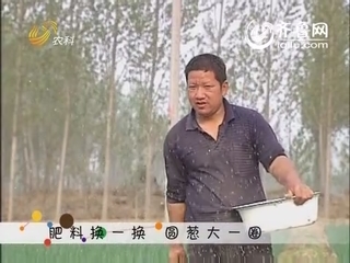 肥料换一换 圆葱大一圈